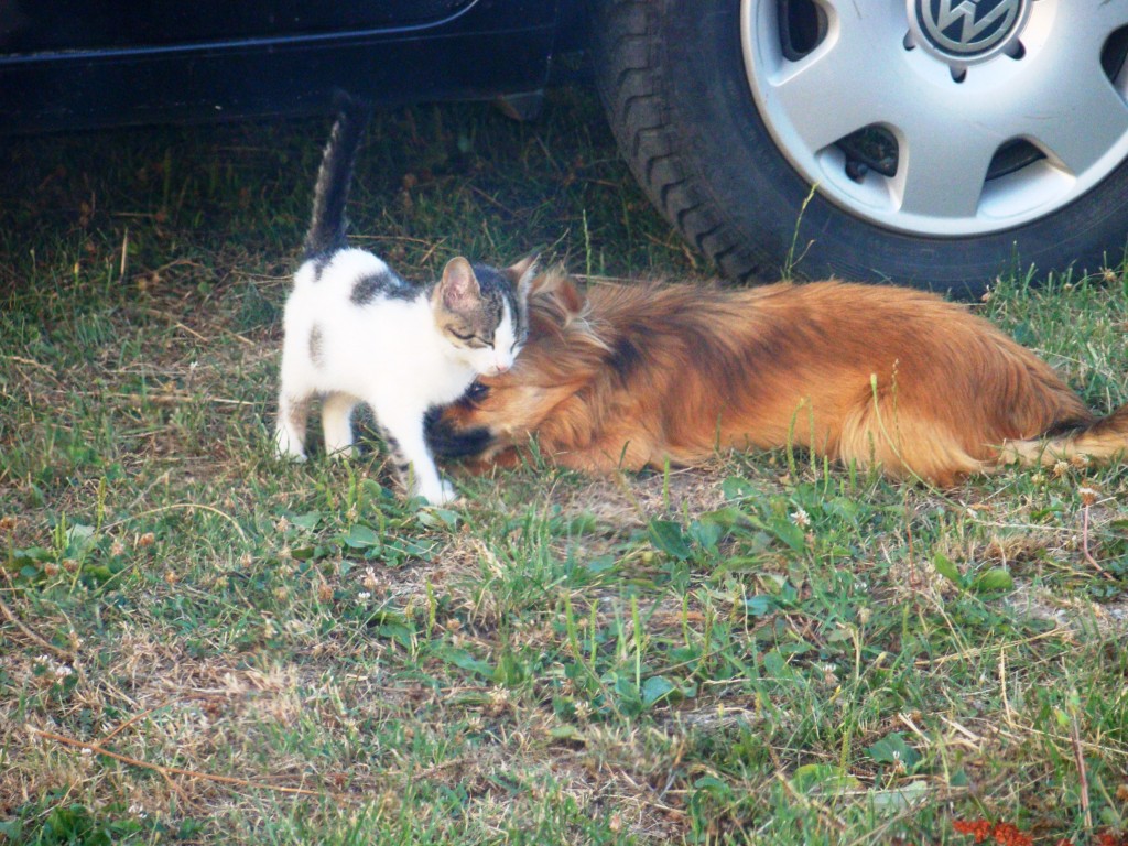 Kitty pisicuta si Terra catelusa