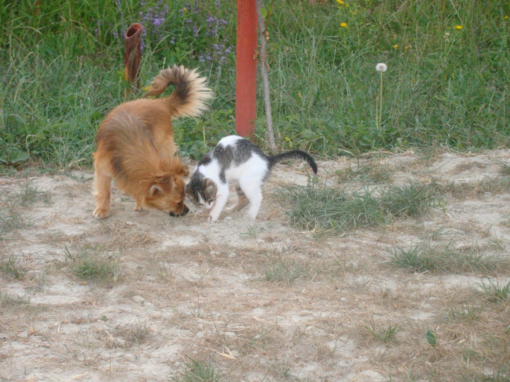 Terra si Kitty