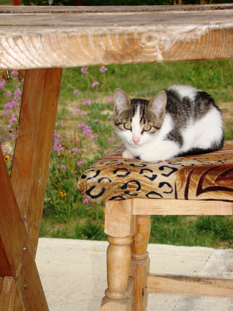 Kitty pisicuta