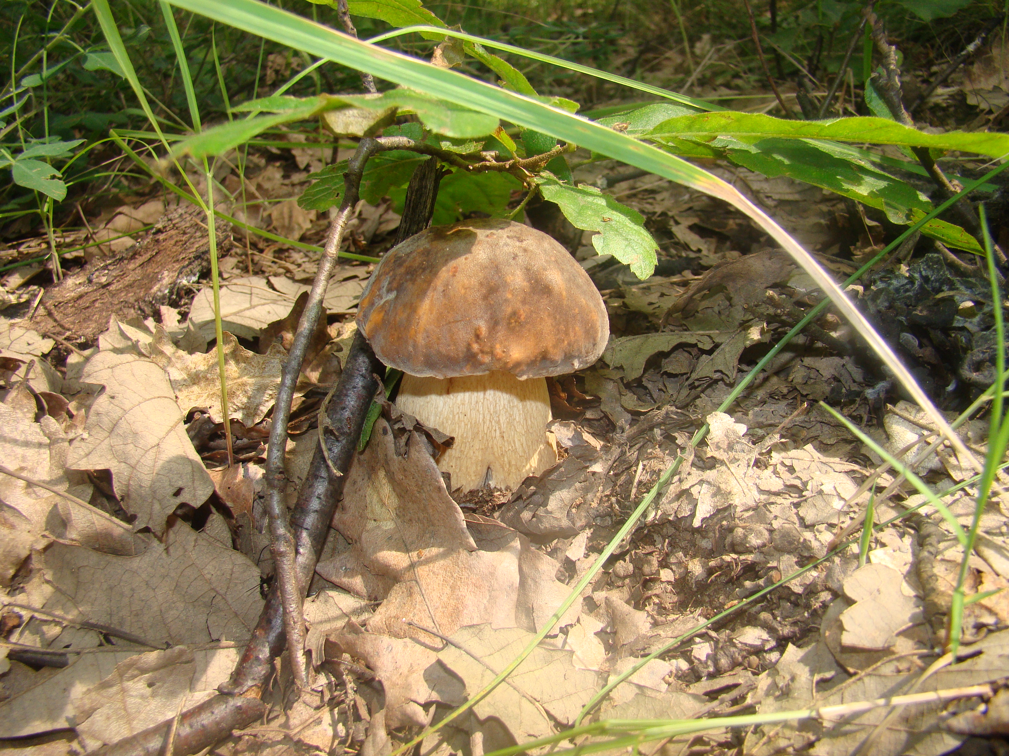 manatarca sanatoasa