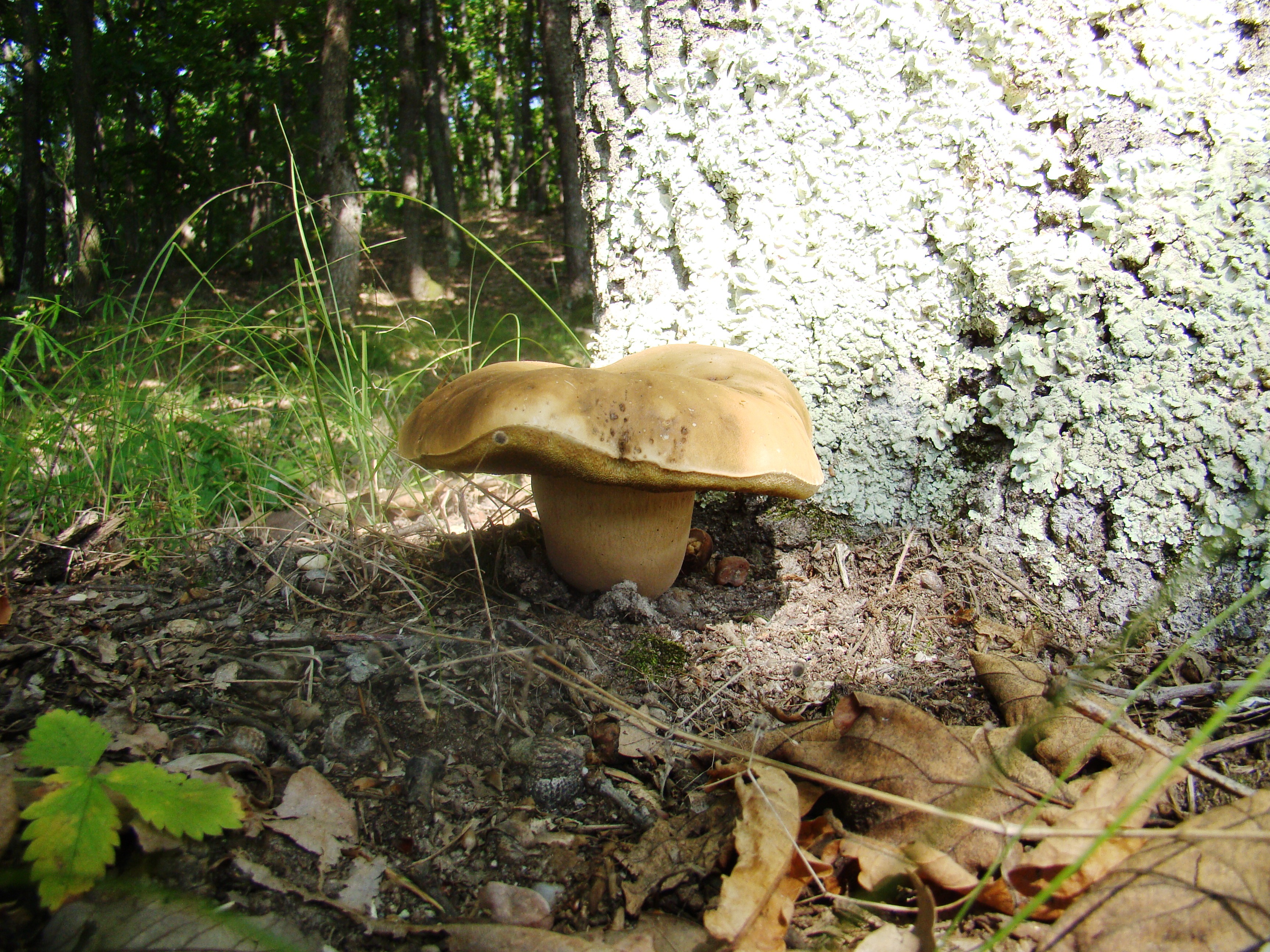 manatarca umbrela