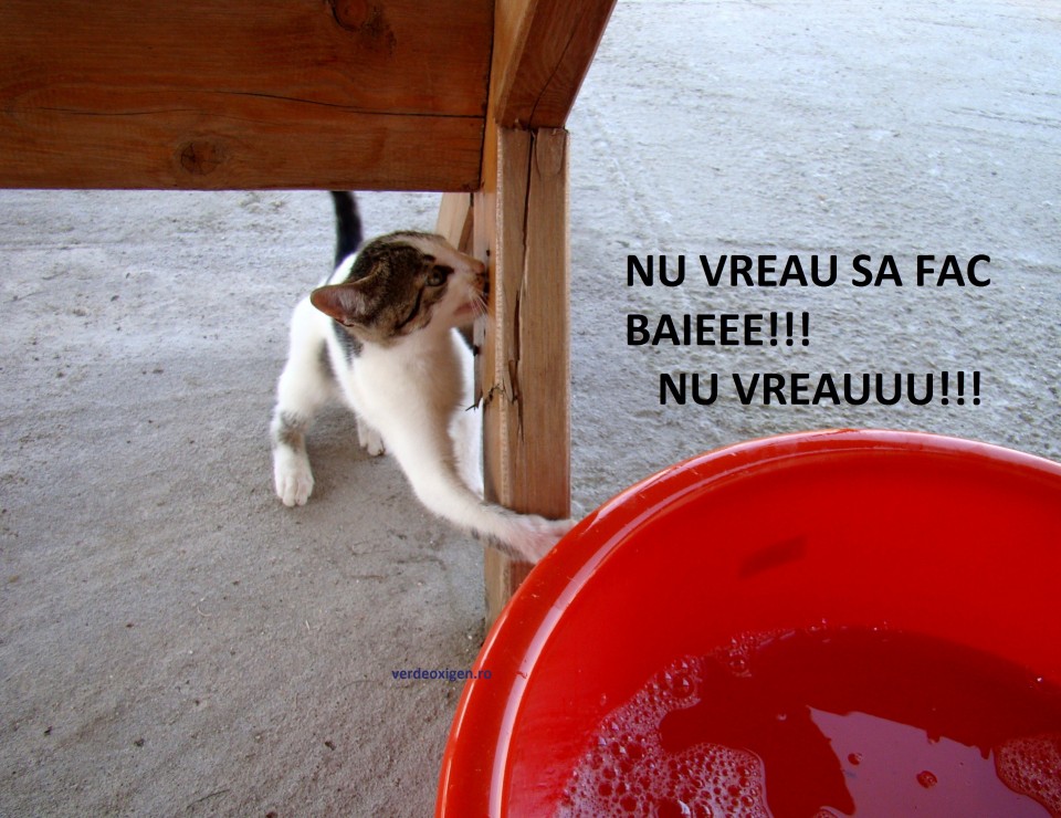 Pisicuta Kitty