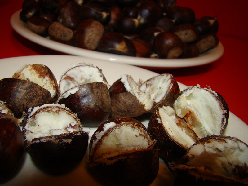 Castane comestibile