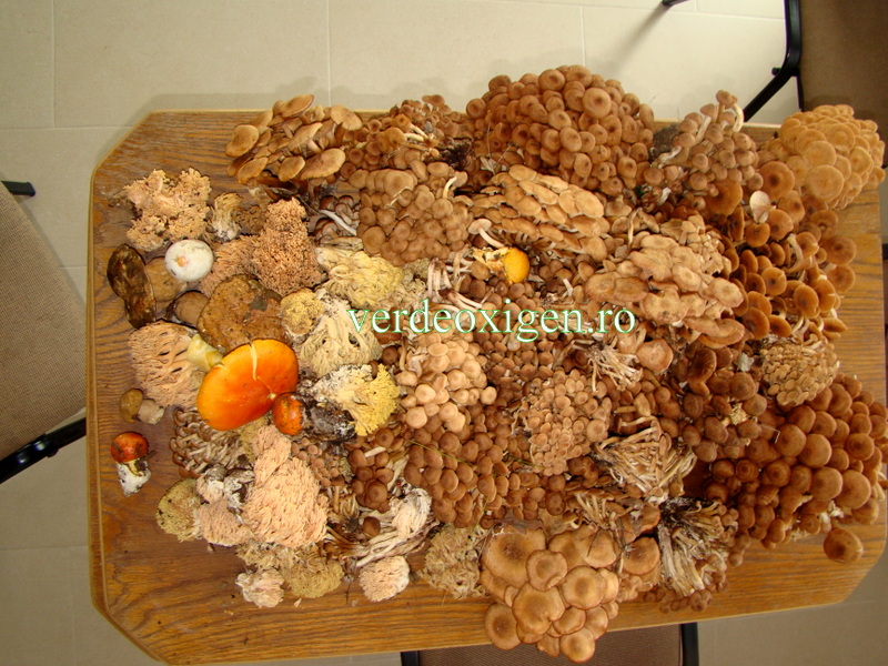 diferite ciuperci padure