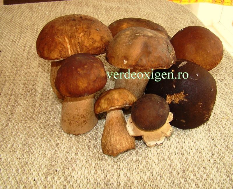 manatarci fara radacina