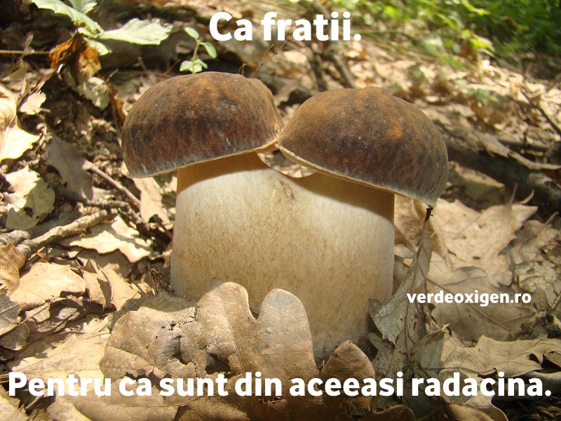 ca fratii