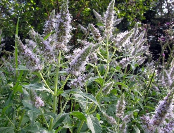 Menta salbatica