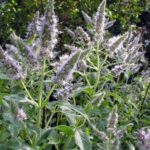  Menta campiilor: Un remediu la indemana