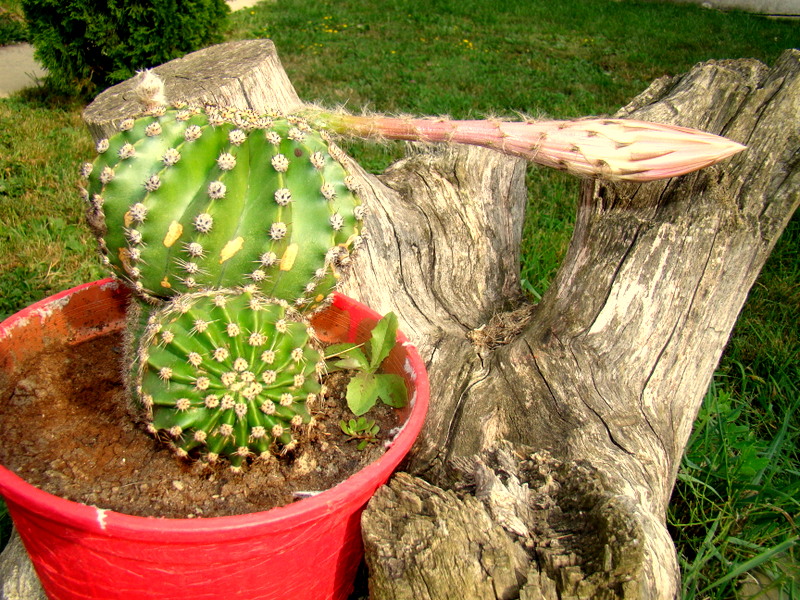 Boboc de cactus