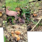 Chiftele din mânătărci prrroaspete și migdale zdrobite: Aromele sălbatice in farfuria ta