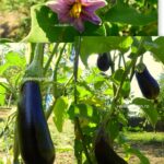 Vinetele violet: Rustice dar savuroase si cu beneficii pentru sanatate
