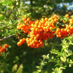 Cătina ornamentală: Culoarea și armonia fiecărei toamne