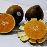 Portocalele ciocolatii: Descoperă deliciul tentant al portocalelor chocolate