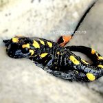 Un cabanier neașteptat: Salamandra Rocker din zona submontană